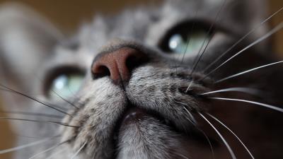 Cat muzzle nose mustache 4k wallpaper