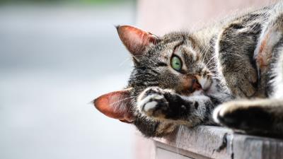 Cat muzzle paw lies 4k wallpaper