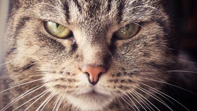 Cat muzzle severe look 4k wallpaper