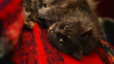 Cat muzzle sleep fuzzy 4k wallpaper