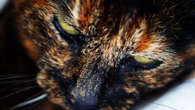 Cat muzzle spotted close up 4k wallpaper