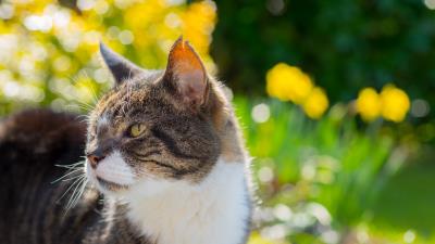 Cat muzzle spotted image 4k wallpaper