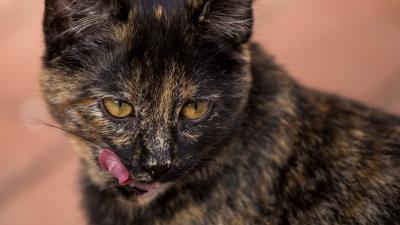 Cat muzzle spotted lick 4k wallpaper