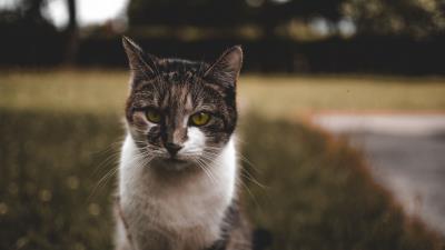 Cat muzzle spotted sits 4k wallpaper