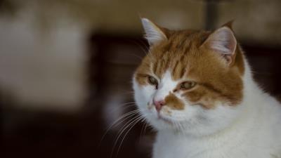 Cat muzzle spotted 4k wallpaper