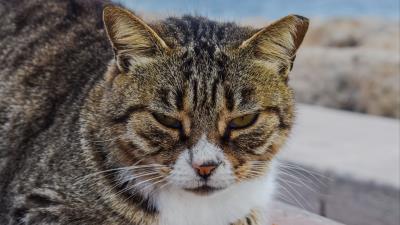 Cat muzzle striped glance 4k wallpaper