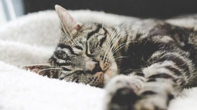 Cat muzzle striped lies image 4k wallpaper