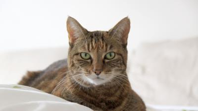 Cat muzzle striped lies 4k wallpaper