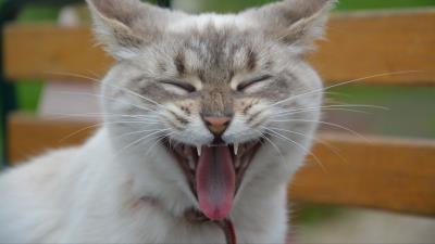 Cat muzzle yawn 4k wallpaper