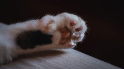 Cat paw claws 4k wallpaper