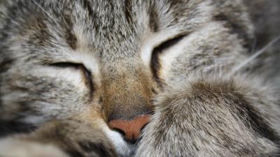 Cat paw striped face 4k wallpaper