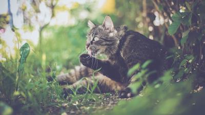 Cat paw tongue hanging out 4k wallpaper