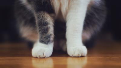 Cat paws furry 4k wallpaper