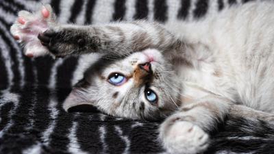 Cat paws lies playful 4k wallpaper