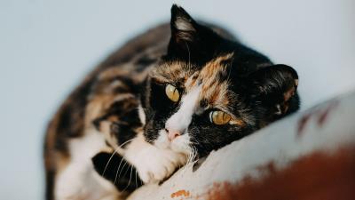 Cat pet cute 4k wallpaper