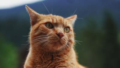 Cat pet glance i 4k wallpaper