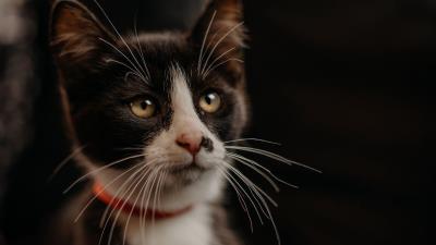 Cat pet glance im 4k wallpaper