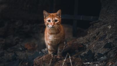 Cat pet glance pic 4k wallpaper