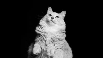 Cat pet white 4k wallpaper