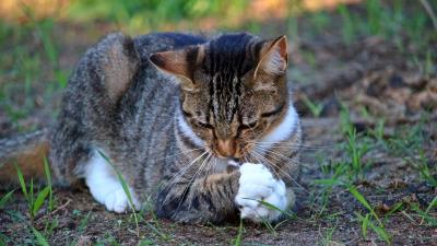 Cat playful grass 4k wallpaper