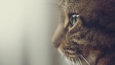 Cat profile muzzle eyes 4k wallpaper
