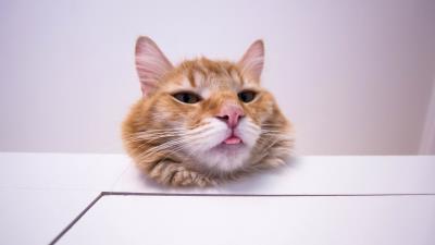 Cat protruding tongue funny 4k wallpaper