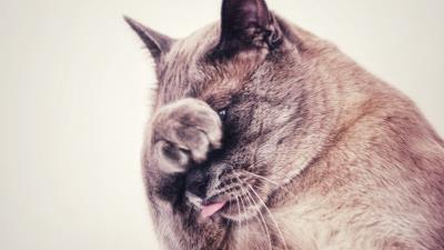 Cat protruding tongue hide 4k wallpaper