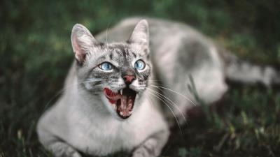 Cat protruding tongue muzzle 4k wallpaper