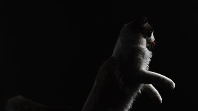 Cat protruding tongue pet image 4k wallpaper