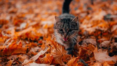 Cat protruding tongue pet 4k wallpaper
