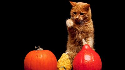 Cat pumpkin backgroun 4k wallpaper