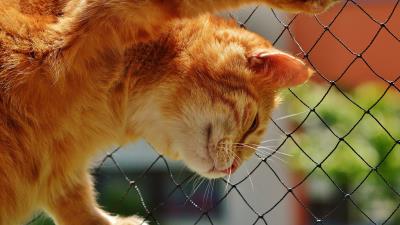 Cat red mesh climbing 4k wallpaper