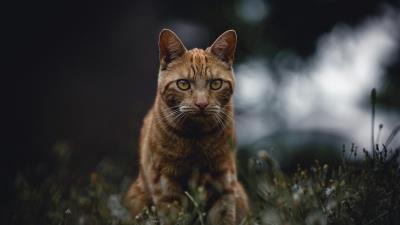 Cat red view 4k wallpaper