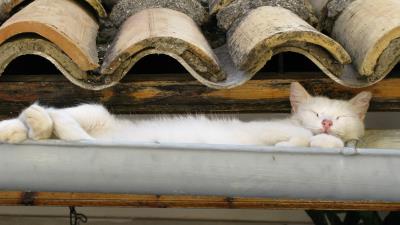 Cat roof lie sleep 4k wallpaper