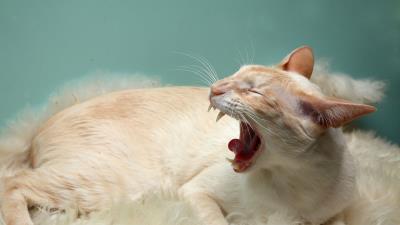 Cat rug wool aggressio 4k wallpaper