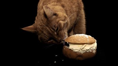 Cat sandwich food oil treats 4k wallpaper