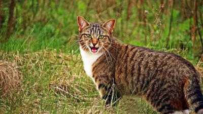 Cat scream grass 4k wallpaper