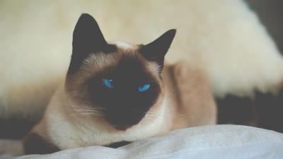 Cat siamese blue eyed 4k wallpaper