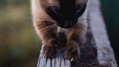 Cat siamese claws 4k wallpaper