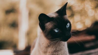 Cat siamese glance 4k wallpaper