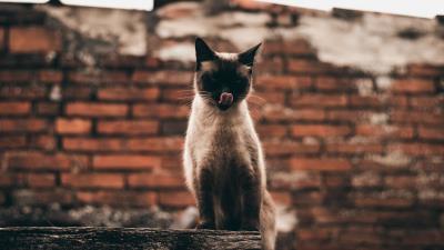 Cat siamese tongue hanging out 4k wallpaper