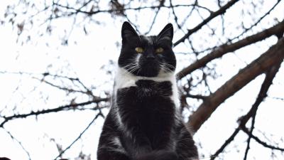 Cat sitting fat 4k wallpaper