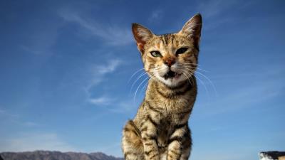 Cat sitting kitten 4k wallpaper