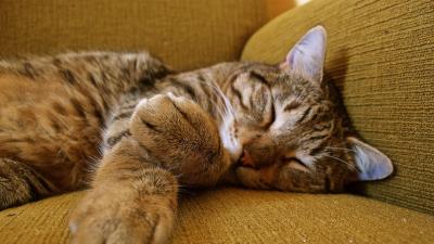 Cat sleeping tabby paws muzzle 4k wallpaper