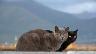 Cats couple mountains blurrin 4k wallpaper