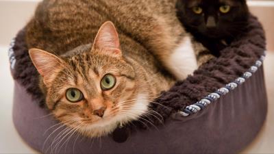 Cats fat li 4k wallpaper