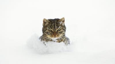 Cat snow face playful 4k wallpaper