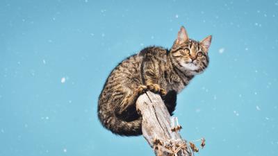 Cat snowfall snow 4k wallpaper