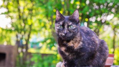 Cat spotted sitting outdoor 4k wallpaper