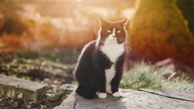 Cat spotted sunlight 4k wallpaper